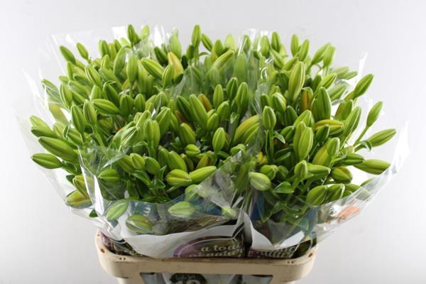 <h4>Li La Farinella (oranje)</h4>