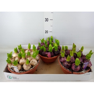 Hyacinthus orie. 'Pearl'  ...mix  3