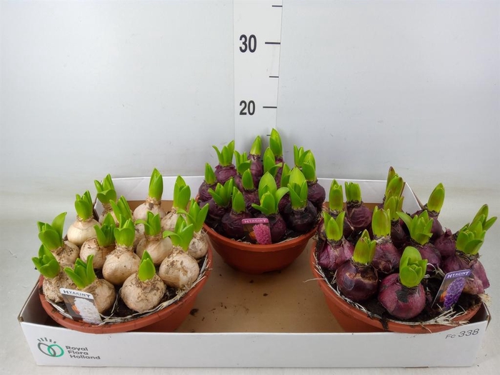 <h4>Hyacinthus orie. 'Pearl'  ...mix  3</h4>