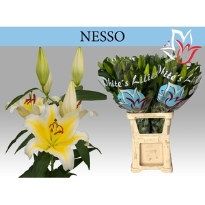 LI OR NESSO
