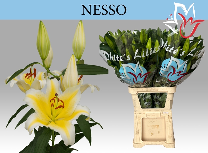 <h4>LI OR NESSO</h4>