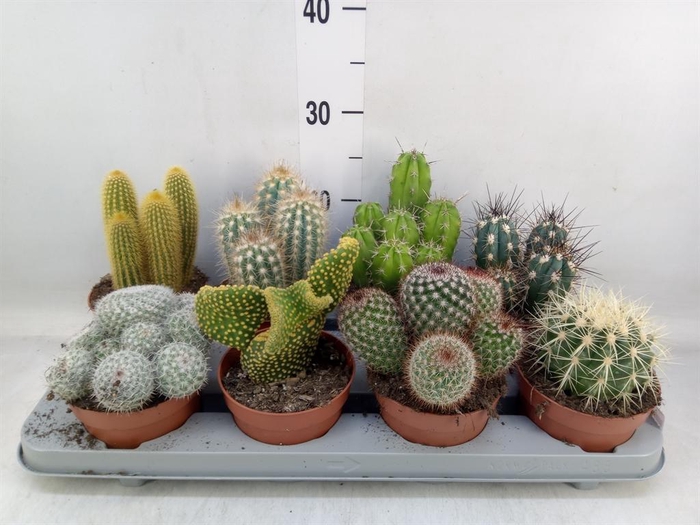 <h4>Cactus ...mix</h4>