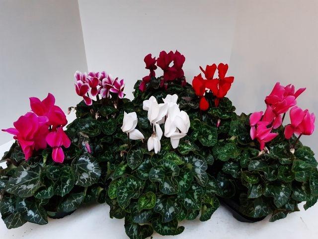 <h4>Cycl Gr Sup Xl</h4>