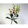 Alstroemeria fl charmelia pink