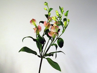 <h4>Alstroemeria fl charmelia pink</h4>