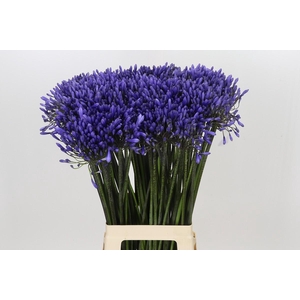 Agapanthus Dr Brouwer