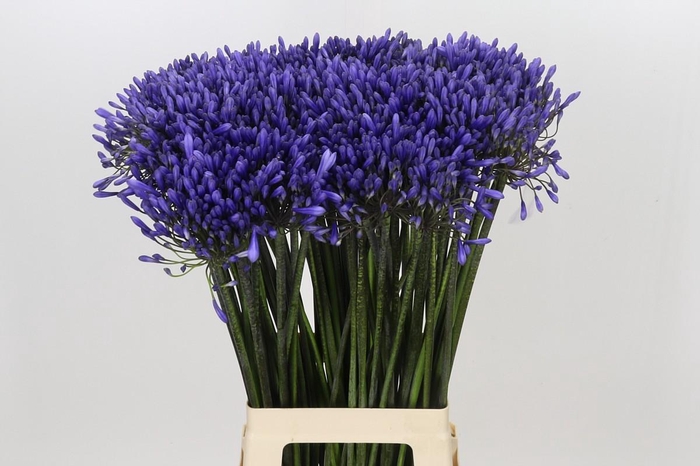 <h4>Agapanthus Dr Brouwer</h4>