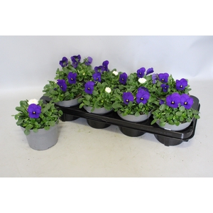 Viola Bellis 13 cm Deep Blue, White
