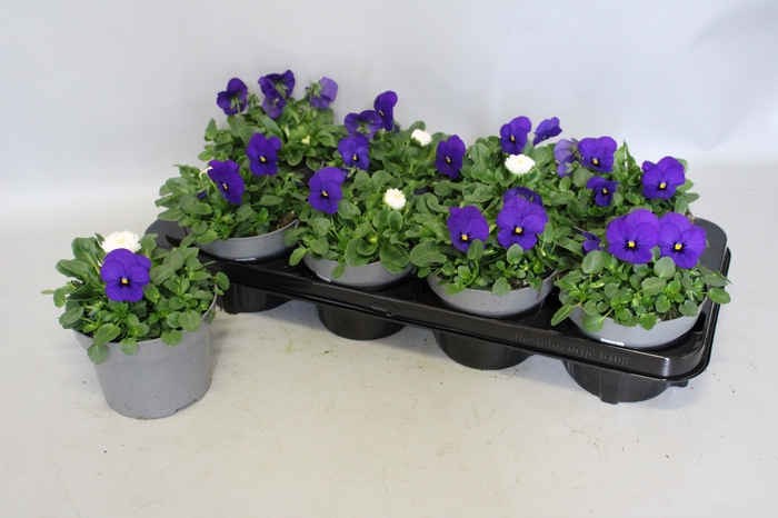 <h4>Viola Bellis 13 cm Deep Blue, White</h4>