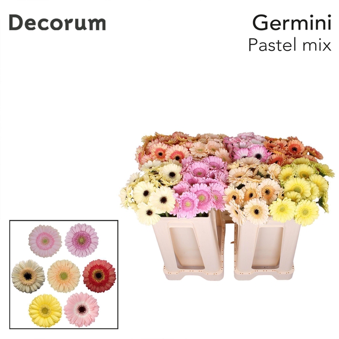 <h4>Germini Mix Pastel Water</h4>