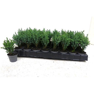 CHAM L ELLWOODII MINI P6