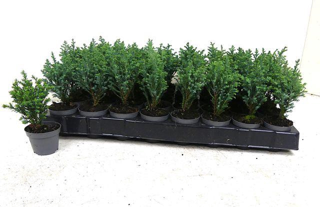 <h4>CHAM L ELLWOODII MINI P6</h4>