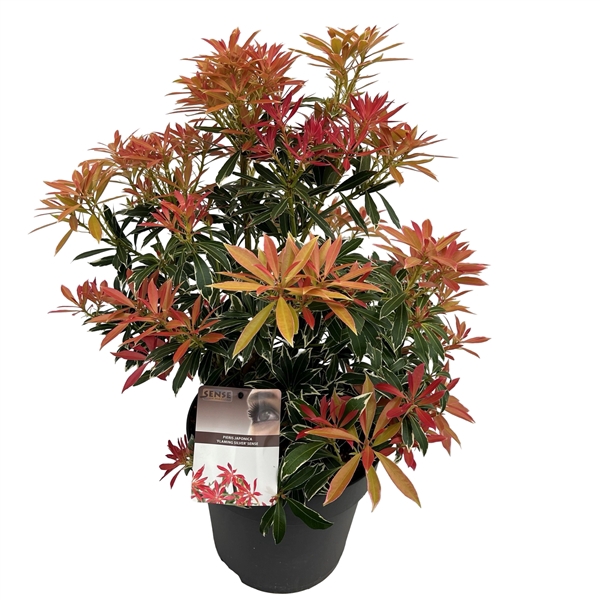 <h4>Pieris jap. 'Flaming Silver' sense</h4>
