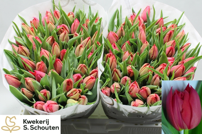 <h4>TU DU BARBOLETA</h4>