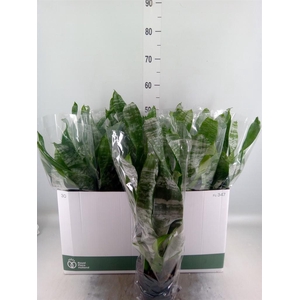 Aechmea fasciata 'Primera'