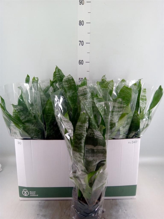 <h4>Aechmea fasciata 'Primera'</h4>