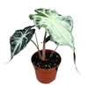 Alocasia Overig Venom