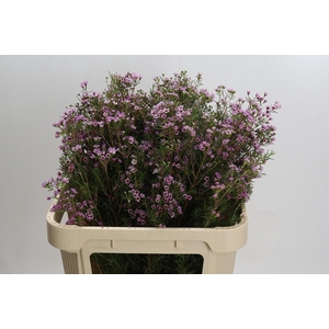 Chamelaucium Early Nir