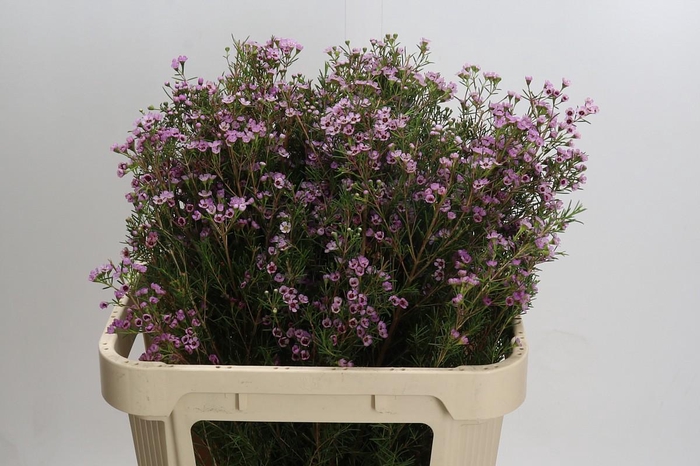 <h4>Chamelaucium Early Nir</h4>