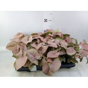 Syngonium  'Red Heart'