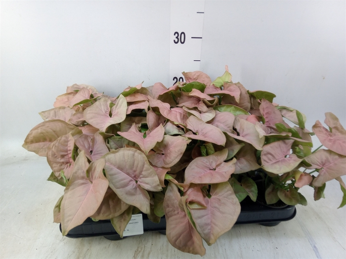 <h4>Syngonium  'Red Heart'</h4>