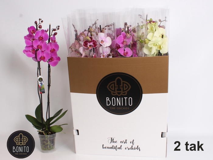 <h4>PHAL GEM 10 KL</h4>