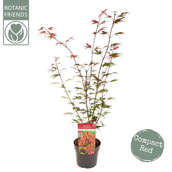 <h4>Acer palmatum Shaina</h4>