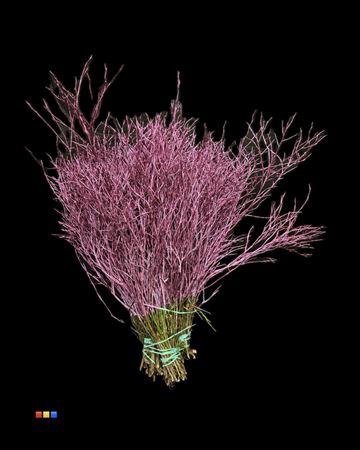 <h4>Vaccinium / Heidelbeer Metallic Pink</h4>