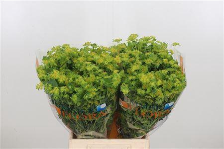 <h4>BUPLEURUM GRIFFITHII</h4>