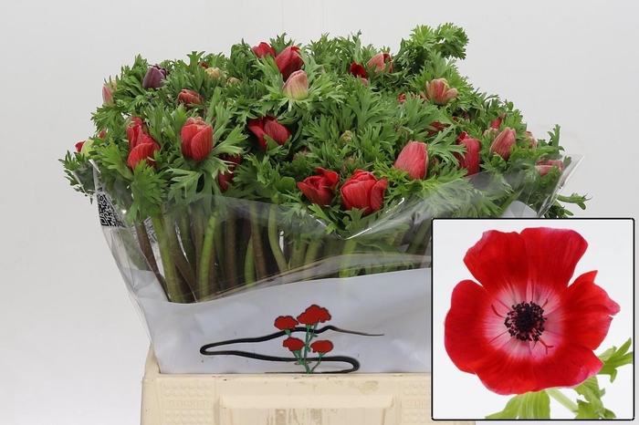 <h4>ANEM CO GALIL ROOD</h4>