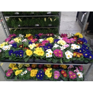 Primula ac.   ...mix