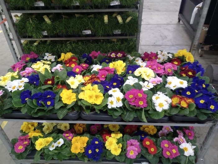 <h4>Primula ac.   ...mix</h4>