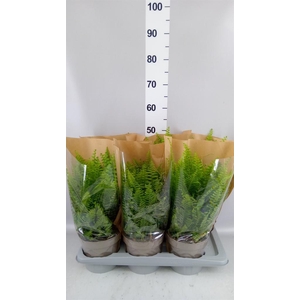 Nephrolepis exal. 'Sonata'
