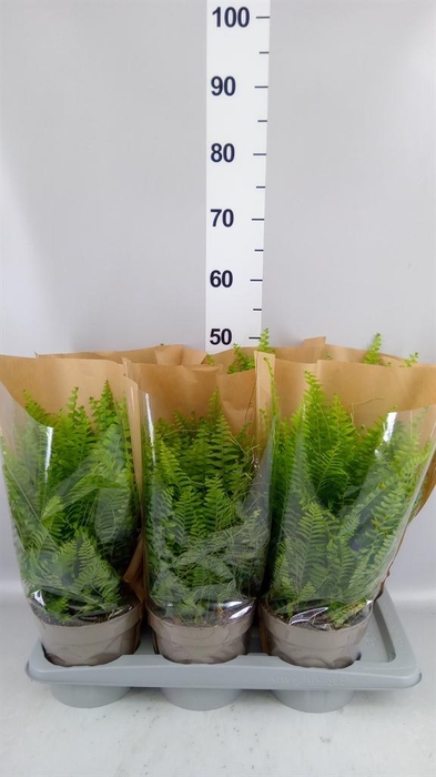 <h4>Nephrolepis exal. 'Sonata'</h4>