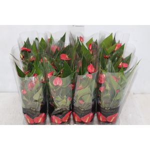 ANTHURIUM MINI MILLION FLOWERS P09