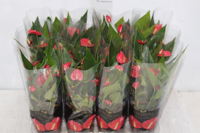 <h4>ANTHURIUM MINI MILLION FLOWERS P09</h4>