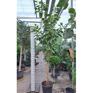 Ficus Altissima gedraaide stam 400