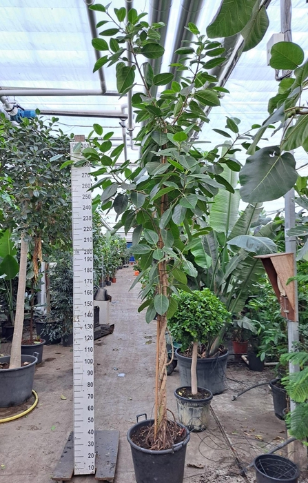 <h4>Ficus Altissima gedraaide stam 400</h4>