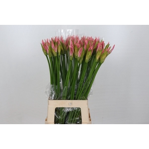 Nerine bowdenii 'Vesta K'