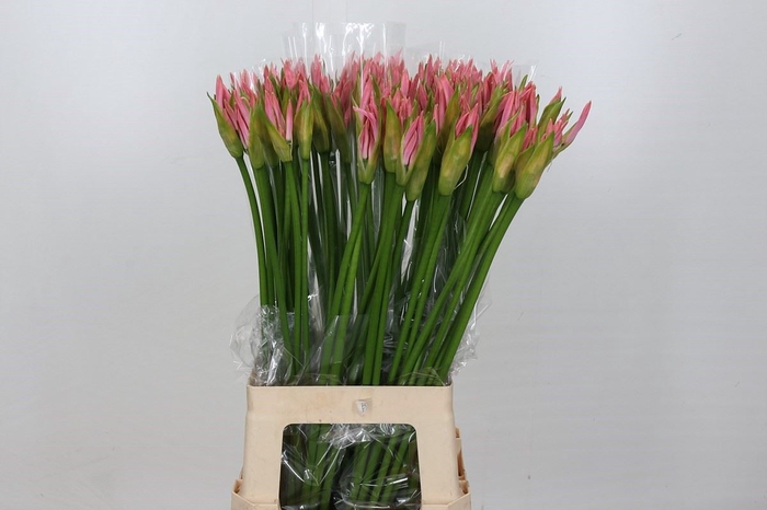<h4>Nerine bowdenii 'Vesta K'</h4>