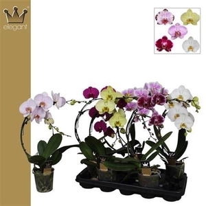 Phal El Boomerang Mix