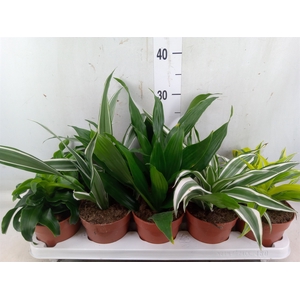 Dracaena   ...mix