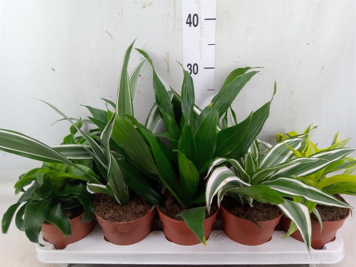 <h4>Dracaena   ...mix</h4>