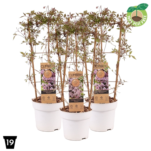 <h4>Clematis montana mix laag, P19 op rek</h4>