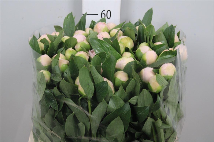 <h4>Paeo Top Brass</h4>