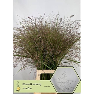 Panicum Warrior Frank Zon