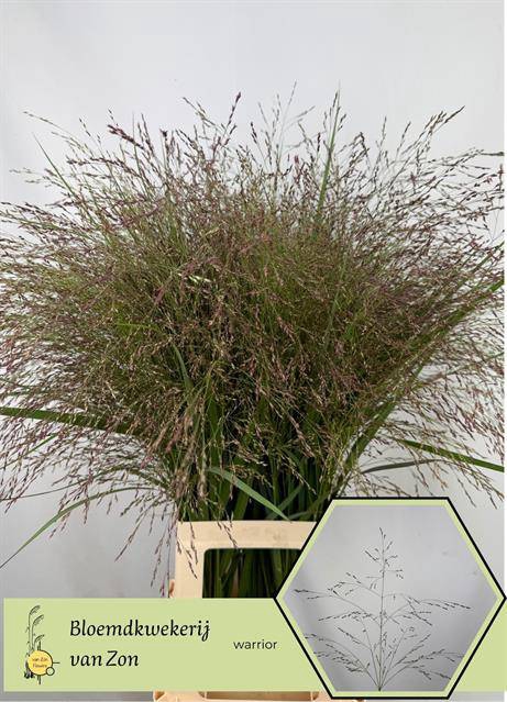 <h4>Panicum Warrior Frank Zon</h4>