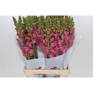 Antirrhinum Potomac Cherry Rose