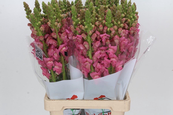 <h4>Antirrhinum Potomac Cherry Rose</h4>