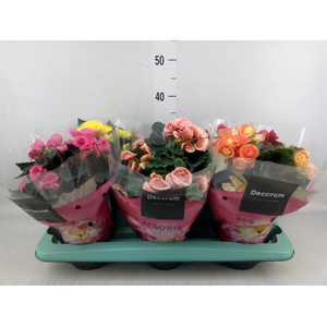 Begonia elat. DU ...mix